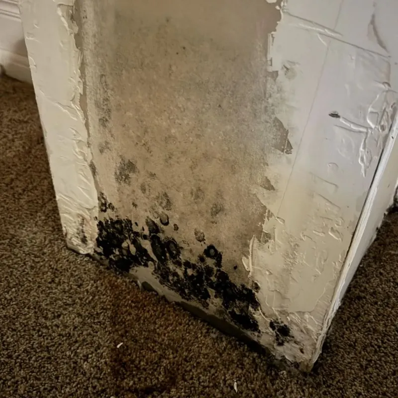 Professional Mold Removal in Pikesville, MD